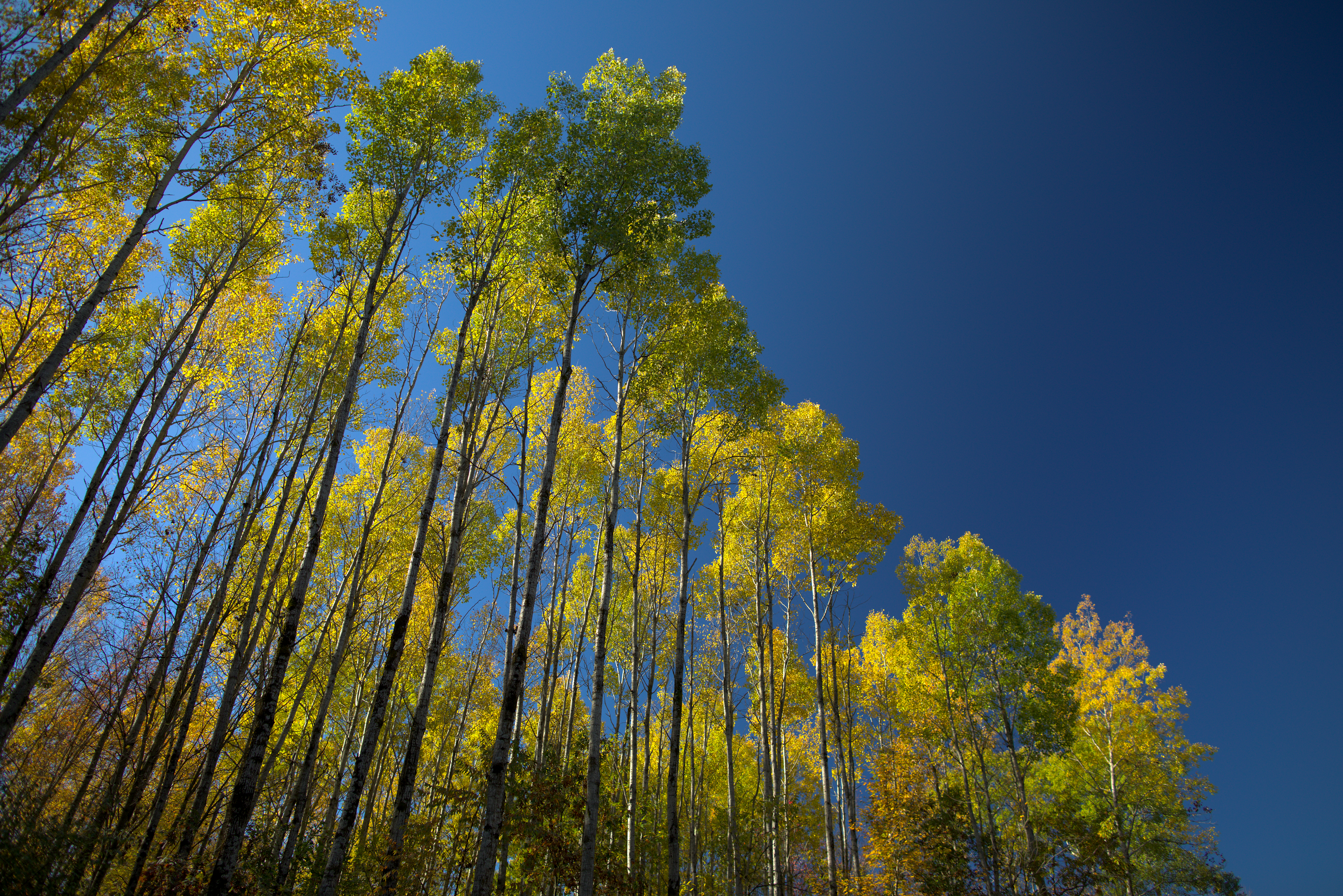 Aspens Against a Blue October Sky