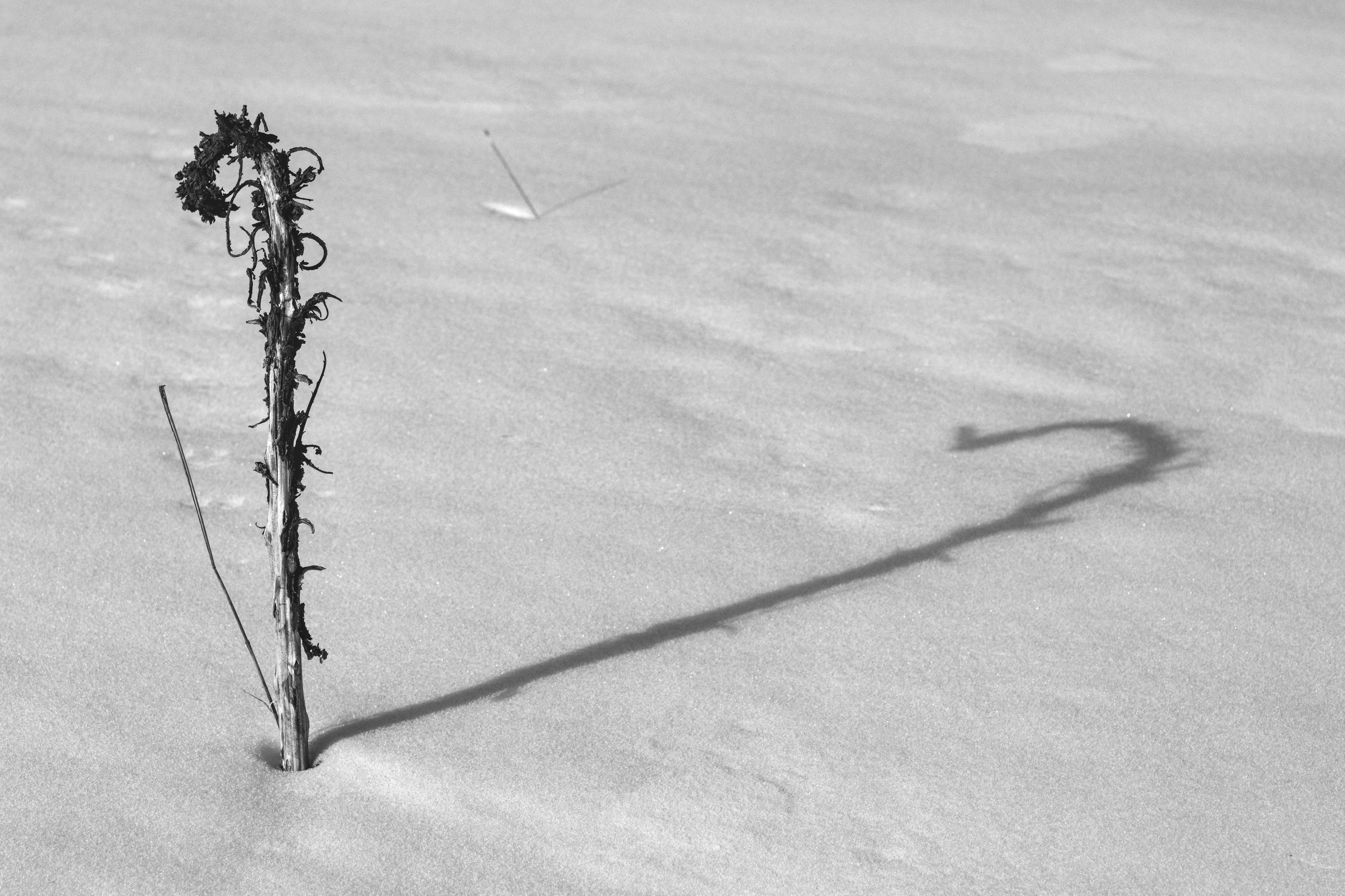Winter Calligraphy