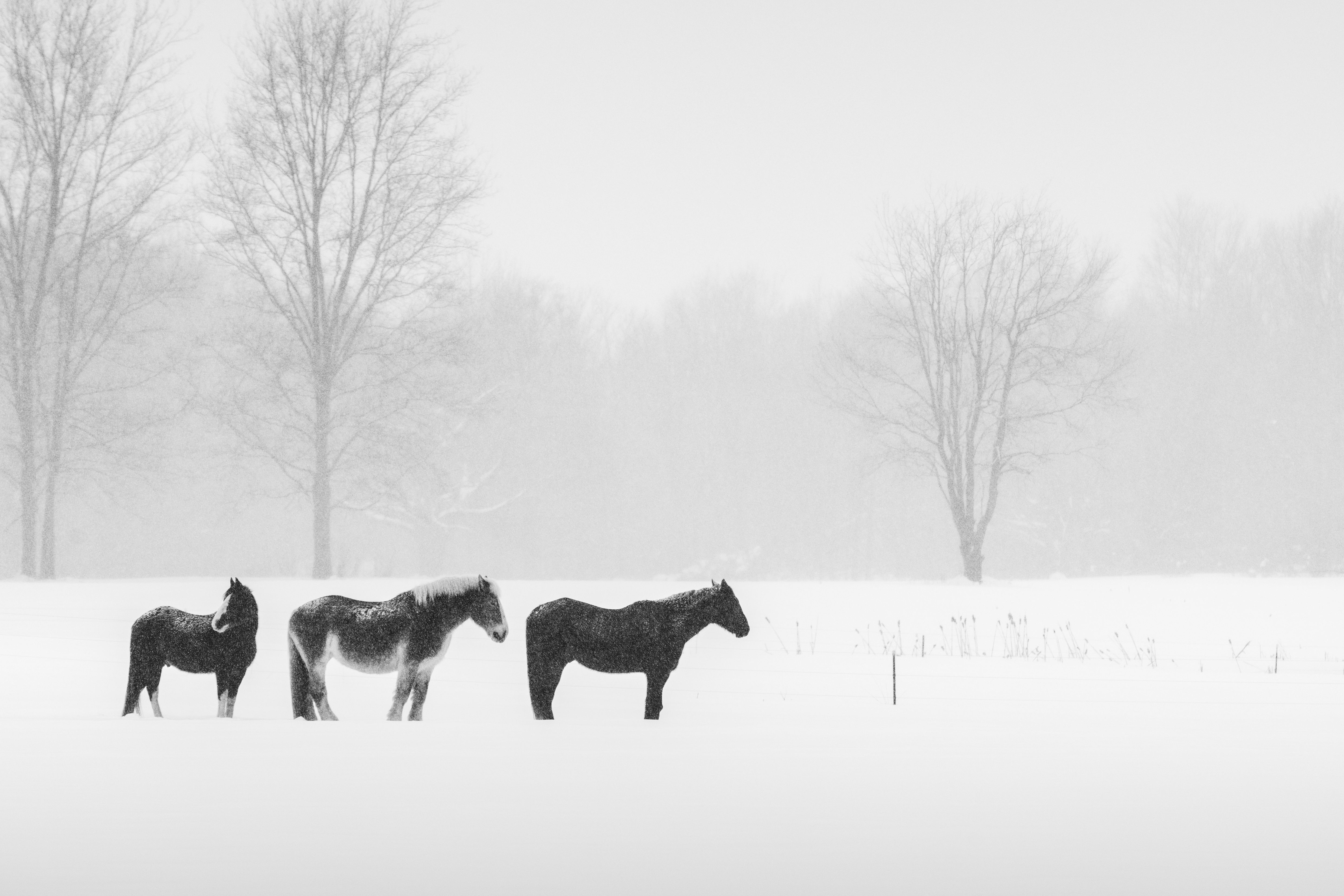 Winter Pasture
